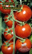 Уникальный сорт томатов (помидоров)
