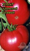Уральский Розовый сорт томатов (помидоров)