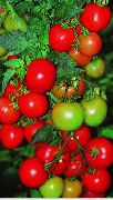 помидоры Чёрный Айсберг F1 фото поздние (более 120 дней) гибрид, выращивание, посадка и уход, рассада, купить Чёрный Айсберг F1 семена