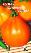 Янтарная Груша сорт томатов (помидоров)