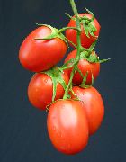 Рапит F1 сорт томатов (помидоров)