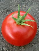Хиларио F1 сорт томатов (помидоров)