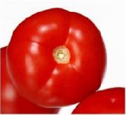 Генерал F1 сорт томатов (помидоров)