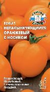 Непасынкующийся Оранжевый с носиком сорт томатов (помидоров)