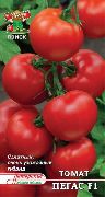 Пегас F1  сорт томатов (помидоров)