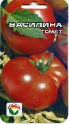 Василина сорт томатов (помидоров)