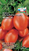Челнок сорт томатов (помидоров)