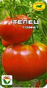 Телец сорт томатов (помидоров)