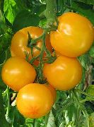 Садко f1 сорт томатов (помидоров)