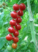 Умелец f1 сорт томатов (помидоров)