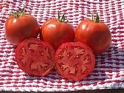 Лакота F1 сорт томатов (помидоров)