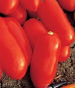 Цилао F1 сорт томатов (помидоров)