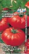 Александр Великий F1 сорт томатов (помидоров)