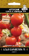 Алая Каравелла F1 сорт томатов (помидоров)