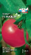 Мажор F1 сорт томатов (помидоров)