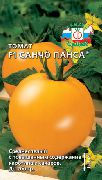 Санчо Панса F1 сорт томатов (помидоров)
