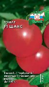Шанс F1 сорт томатов (помидоров)
