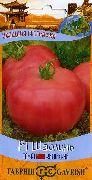 Шаолинь F1  сорт томатов (помидоров)