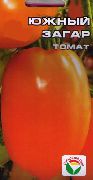 Южный загар сорт томатов (помидоров)