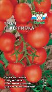 Верлиока F1 сорт томатов (помидоров)