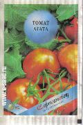 Агата сорт томатов (помидоров)