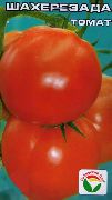 Шахерезада сорт томатов (помидоров)