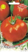 Адмиралтейский сорт томатов (помидоров)