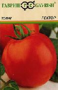 Ректор сорт томатов (помидоров)