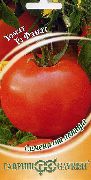 Фанат F1 сорт томатов (помидоров)