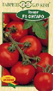 Фигаро F1 сорт томатов (помидоров)