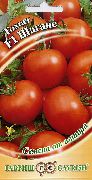 Шаганэ F1 сорт томатов (помидоров)