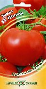 Шипка F1 сорт томатов (помидоров)