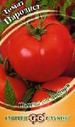 Пародист сорт томатов (помидоров)