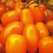 Финик оранжевый F1 сорт томатов (помидоров)