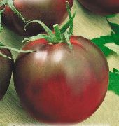Цыган сорт томатов (помидоров)