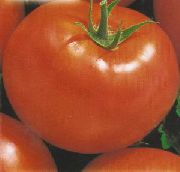 Щелковский ранний сорт томатов (помидоров)