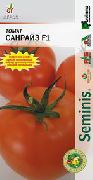 Санрайз F1  сорт томатов (помидоров)