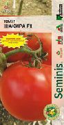 Шакира F1  сорт томатов (помидоров)