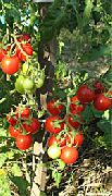 Нектар F1  сорт томатов (помидоров)