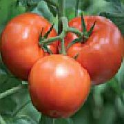Парнтёр Семко F1 сорт томатов (помидоров)