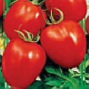Паленка F1 сорт томатов (помидоров)