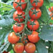 Черри Мио F1 сорт томатов (помидоров)