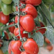 Черри Ира F1 сорт томатов (помидоров)