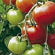 Целсус F1 сорт томатов (помидоров)