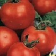 Юниор F1  сорт томатов (помидоров)