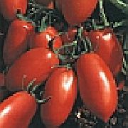 Калрома F1 сорт томатов (помидоров)
