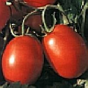 Уникум F1 сорт томатов (помидоров)