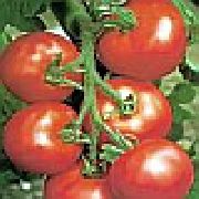 Сайт F1  сорт томатов (помидоров)