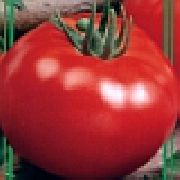Тамань F1 сорт томатов (помидоров)