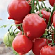 Фифти (50) F1 сорт томатов (помидоров)